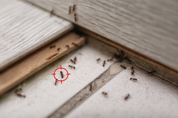 Best Exterminator Services  in Forestdale, MA