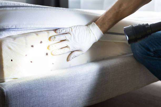 Best Affordable Pest Control Services  in Forestdale, MA
