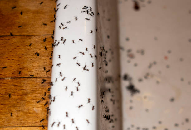 Best Bed Bug Extermination  in Forestdale, MA