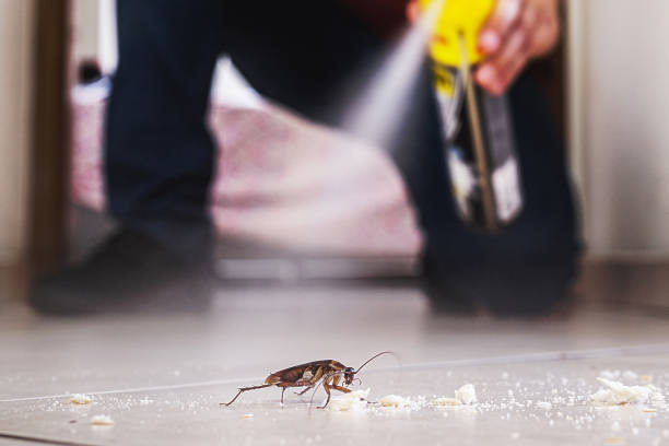 Best Local Pest Control Services  in Forestdale, MA