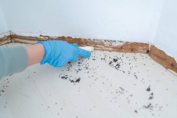 Best Pest Prevention Services  in Forestdale, MA
